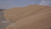 خرید بیش از ۴۴هزار تن گندم در رزن