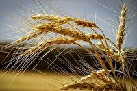خرید تضمینی ۱۷۴ هزار تن گندم در استان قزوین