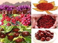 افزایش ۱۹ هزار تنی فرآوری محصولات خراسان جنوبی