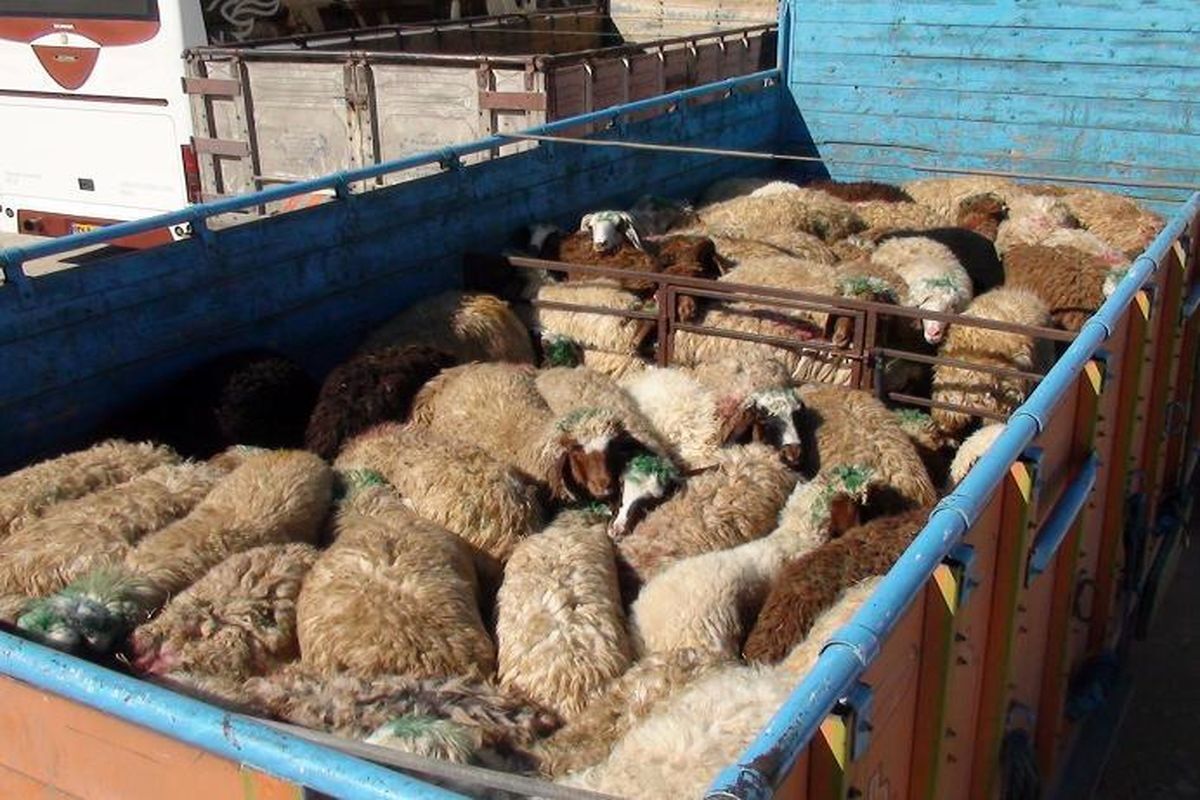 توقیف کامیون حامل گوسفند فاقد مجوز در آباده