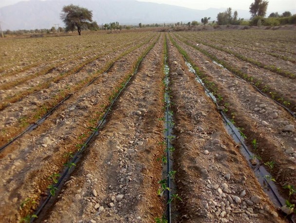 آغاز کشت نشاء گوجه‌فرنگی و بادمجان در هرمزگان
