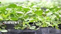 کارآفرینی در دل کویر با گیاهی مقاوم به خشکی