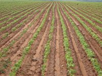 کشت سویا در ۱۸۰ هکتار از مناطق گرمسیری استان آغاز شد