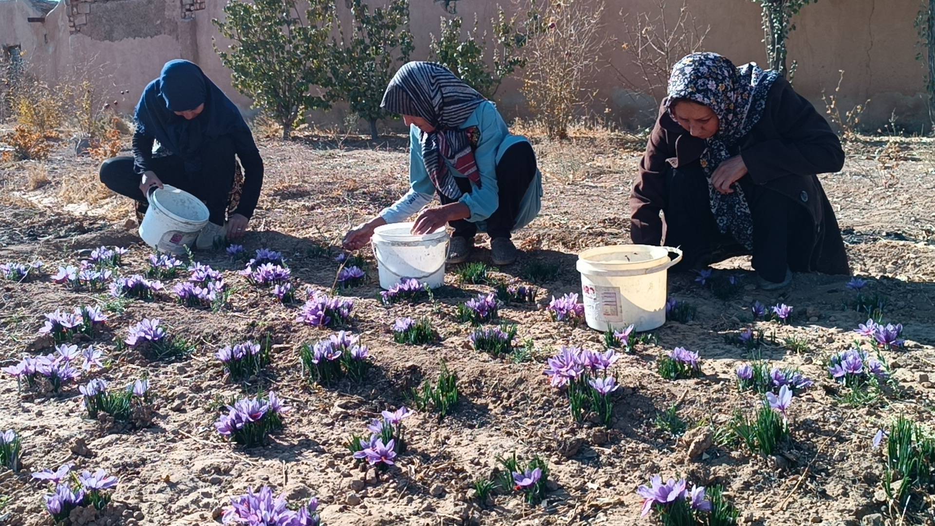 آغاز برداشت زعفران از مزارع بهمن