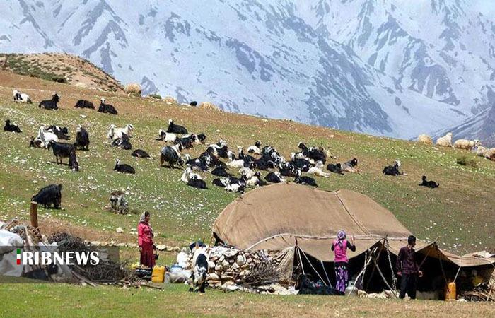 توزیع ۲۳ هزار تُن نهاده دامی بین عشایر لرستان