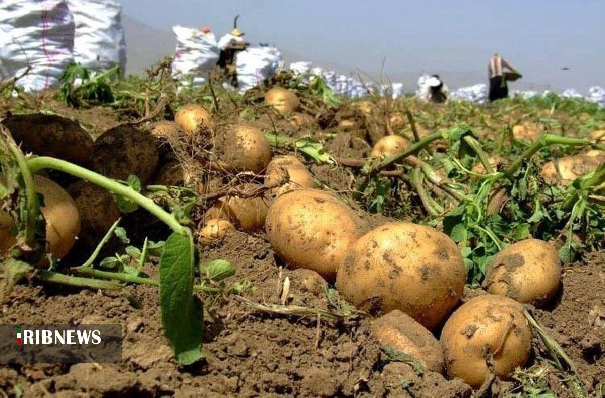 پیشبینی برداشت بیش از ۵ هزار تن سیبزمینی در خراسانشمالی پیشبینی برداشت بیش از ۵ هزار تن سیبزمینی در خراسانشمالی