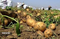 پیش‌بینی برداشت بیش از ۵ هزار تن سیب‌زمینی در خراسان‌شمالی