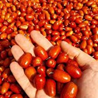 آذربایجان شرقی رتبه نخست کشور در تولید سنجد