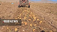 فریدن سرآمد در تولید سیب زمینی درپاییز