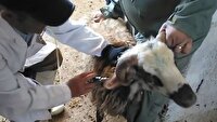 واکسیناسیون ۳۶۰ هزار راس دام سبک و سنگین در فریدونشهر