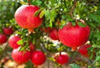 پیش بینی برداشت بیش از یک هزارتن انار