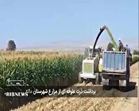 برداشت ذرت علوفه‌ای از اراضی کشاورزی در مانه