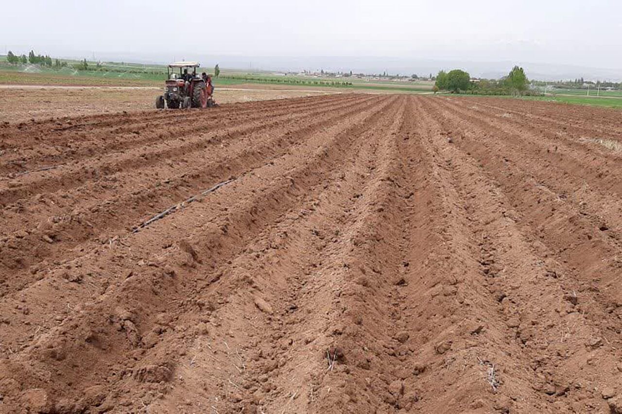 ۸۵۰ هکتار از اراضی خرمشهر زیر کشت کلزا ۸۵۰ هکتار از اراضی خرمشهر زیر کشت کلزا