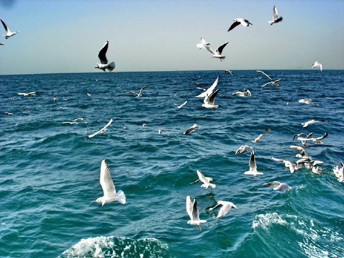 پیش بینی وضعیت جوی، دریایی و دمایی هرمزگان ۸ مهر