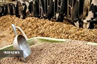 تأمین و توزیع نهاده‌های دامی در لرستان