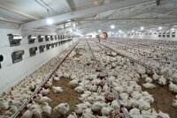 سرمایه‌گذاری ۱.۵ همتی برای تکمیل زنجیره تولید مرغ در بوکان