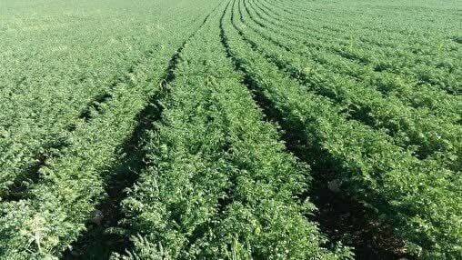 کاهش ۵۵۰۰ هکتاری کشت پرمصرف و توسعه کشاورزی نوین در اراضی زنجان کاهش ۵۵۰۰ هکتاری کشت پرمصرف و توسعه کشاورزی نوین در اراضی زنجان