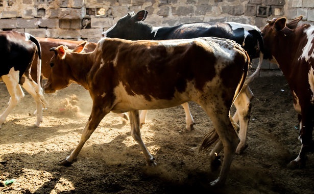 ممنوعیت ورود دام زنده به استان اصفهان ممنوعیت ورود دام زنده به استان اصفهان