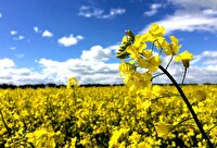طلای زرد در مزارع کردستان