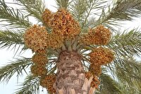 بررسی چالش‌ها و راهکار‌های افزایش تولید و خرید خرما در خوزستان