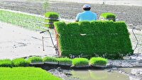 اجرای طرح جهش تولید در شالیزار‌های جویبار