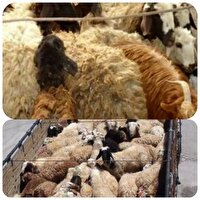 کشف ۲۲۳ راس دام سبک قاچاق در خَفر