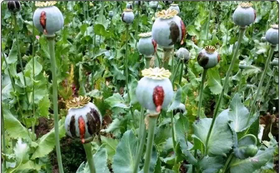 نابودسازی مزارع خشخاش در صالح آباد نابودسازی مزارع خشخاش در صالح آباد
