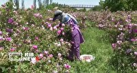 آغاز برداشت گل محمدی از گلستاهای بروجرد