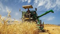 تلاش کشاورزان قزوینی برای تأمین ۳۰۰ هزار تن دانه طلایی