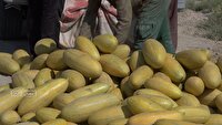 خربزه ؛ از باغ تا بازار سمنان