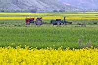 نگاهی به روند تغییر کشت محصولات اساسی در دو دهه اخیر