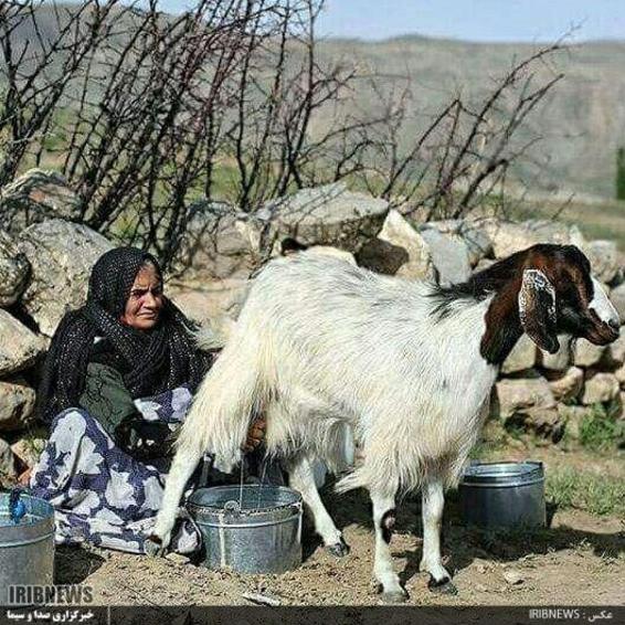  زندگی عشایر در قاب دوربین