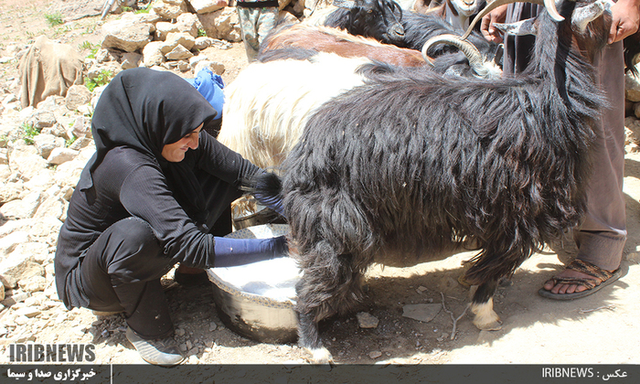 زندگی در مناطق عشایری  لرستان 