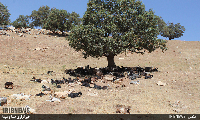 زندگی در مناطق عشایری  لرستان 