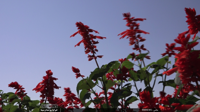 جشنواره گل و گیاه در روستای گایکان شهرستان الیگودرز