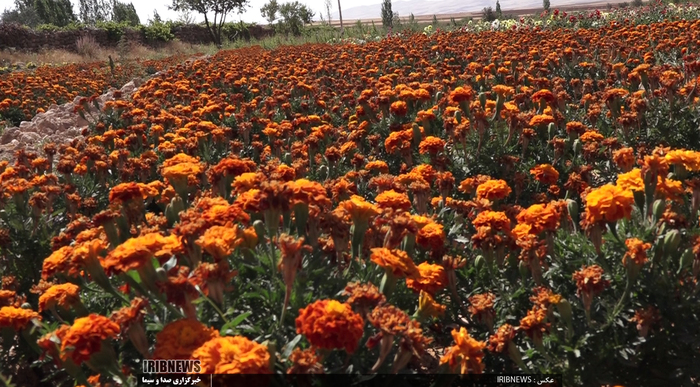 جشنواره گل و گیاه در روستای گایکان شهرستان الیگودرز